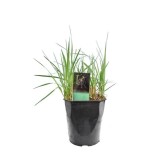 Panicum virgatum Prairy Sky - pot 5 ltr