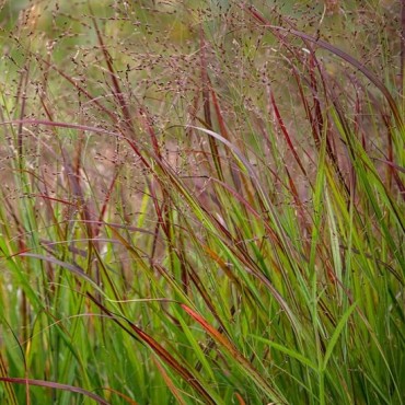 Panicum virgatum Squaw - hauteur totale 50-60 cm - pot 2 ltr