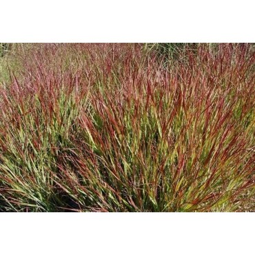 Panicum virgatum Squaw - hauteur totale 50-60 cm - pot 2 ltr