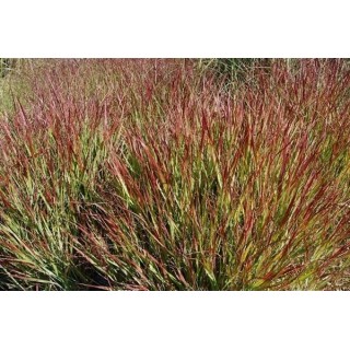 Panicum virgatum Squaw - hauteur totale 50-60 cm - pot 2 ltr