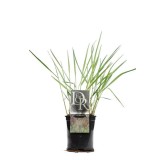 Panicum virgatum Squaw - hauteur totale 50-60 cm - pot 2 ltr