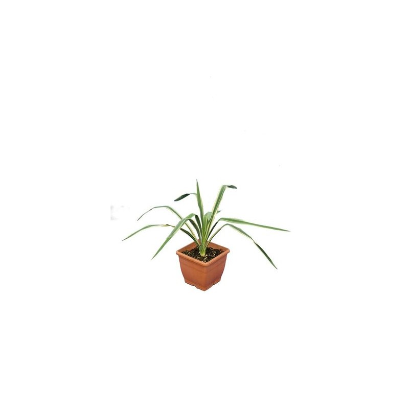 Yucca filamentosa Bright Edge - pot 14 x 14 cm