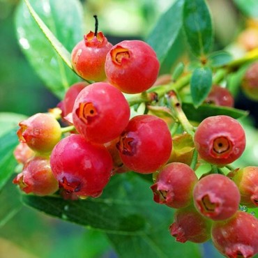 Vaccinium corymbosum pink lemonade - pot 2 ltr