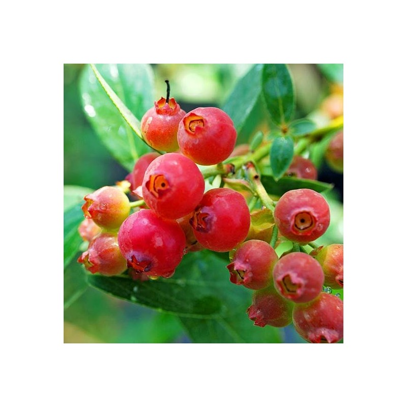 Vaccinium corymbosum pink lemonade - pot 2 ltr