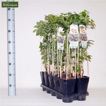 Vaccinium corymbosum pink lemonade - pot 2 ltr