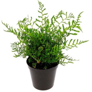 Dryopteris filix-mas Linearis Polydactyla - pot 0,7 ltr