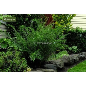 Dryopteris filix-mas Linearis Polydactyla - pot 0,7 ltr