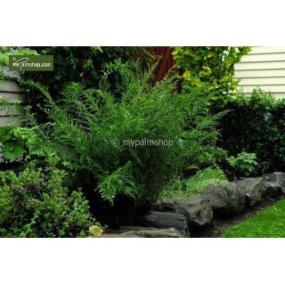 Dryopteris filix-mas Linearis Polydactyla - pot 0,7 ltr