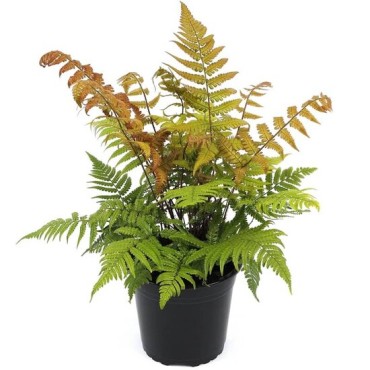 Dryopteris lepidopoda 5 ltr