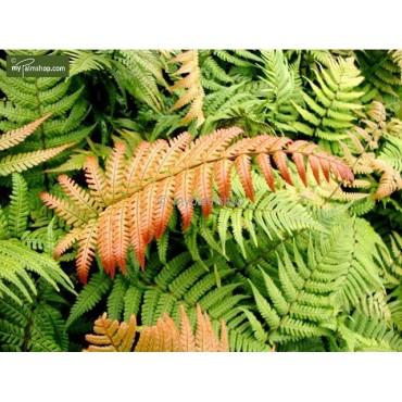 Dryopteris lepidopoda 5 ltr