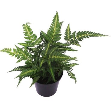 Arachniodes aristata Variegata - pot 1,7 ltr