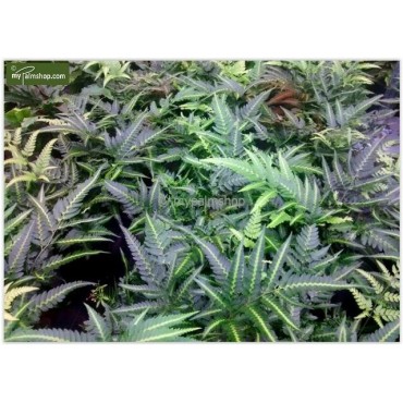 Arachniodes aristata Variegata - pot 1,7 ltr