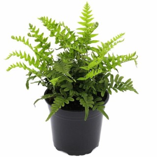 Polypodium vulgare - pot 0.7 ltr