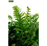 Polypodium vulgare - pot 0.7 ltr