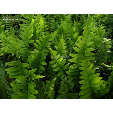 Polypodium vulgare - pot 0.7 ltr