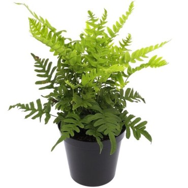 Polypodium vulgare - pot 2 ltr