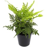 Polypodium vulgare - pot 2 ltr