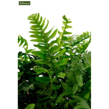Polypodium vulgare - pot 2 ltr