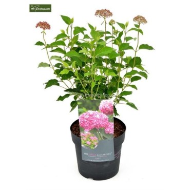 Hydrangea arborescens Pink Annabelle 3 ltr