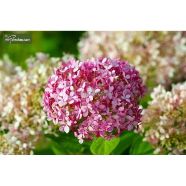 Hydrangea arborescens Pink Annabelle 3 ltr