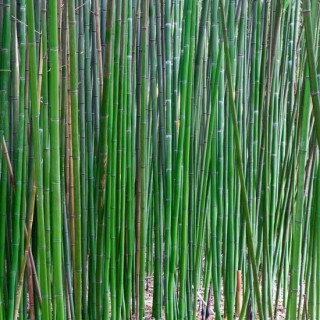 Semiarundinaria fastuosa Viridis - hauteur totale 125+ cm - pot 5 ltr