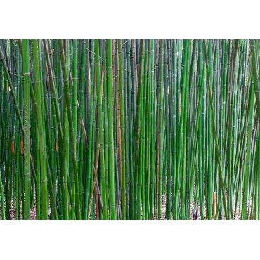 Semiarundinaria fastuosa Viridis - hauteur totale 125+ cm - pot 5 ltr