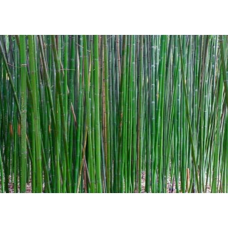 Semiarundinaria fastuosa Viridis - hauteur totale 125+ cm - pot 5 ltr