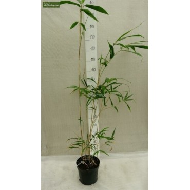 Semiarundinaria fastuosa Viridis - hauteur totale 125+ cm - pot 5 ltr