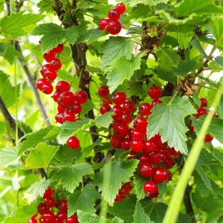 Ribes rubrum Jonkheer van Tets - pot 2 Ltr