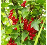 Ribes rubrum Jonkheer van Tets - pot 2 Ltr