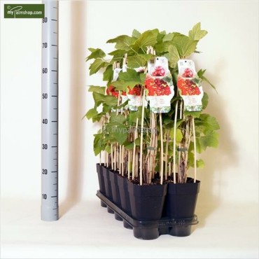 Ribes rubrum Jonkheer van Tets - pot 2 Ltr