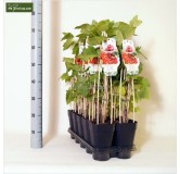 Ribes rubrum Jonkheer van Tets - pot 2 Ltr
