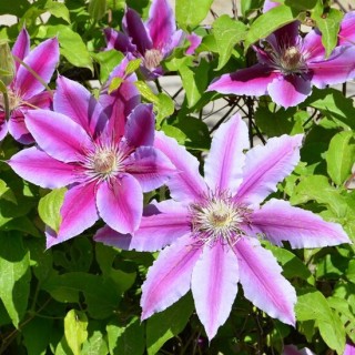 Clematis 'Dr. Ruppel' - 2 Ltr pot