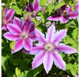 Clematis 'Dr. Ruppel' - 2 Ltr pot