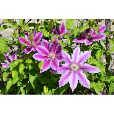 Clematis 'Dr. Ruppel' - 2 Ltr pot