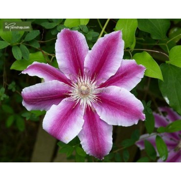 Clematis 'Dr. Ruppel' - 2 Ltr pot