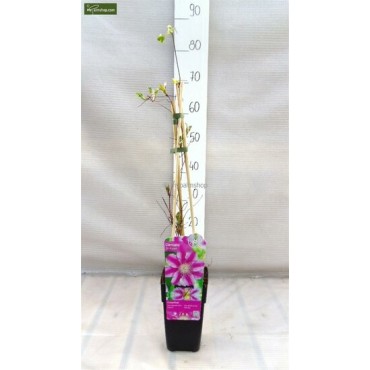 Clematis 'Dr. Ruppel' - 2 Ltr pot