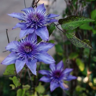 Clematis Multi Blue - pot 2 ltr