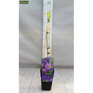 Clematis Multi Blue - pot 2 ltr