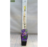 Clematis Multi Blue - pot 2 ltr