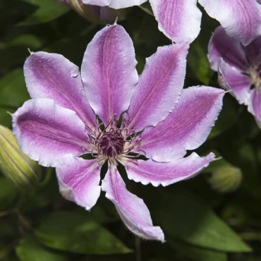 Clematis Nelly Moser - pot 2 ltr