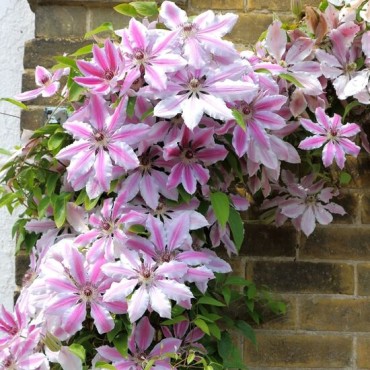 Clematis Nelly Moser - pot 2 ltr