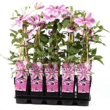 Clematis Nelly Moser - pot 2 ltr
