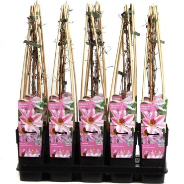 Clematis Nelly Moser - pot 2 ltr