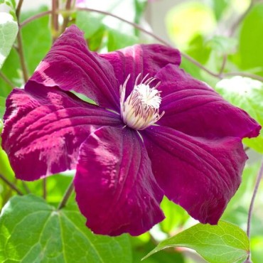 Clematis Rouge Cardinal - 2 Ltr pot