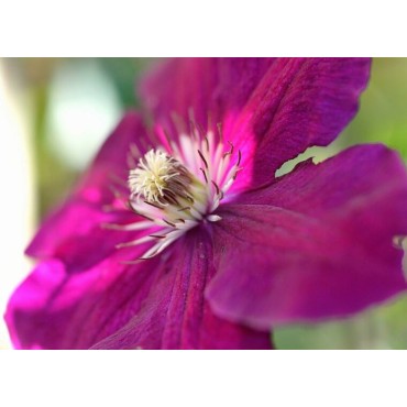 Clematis Rouge Cardinal - 2 Ltr pot