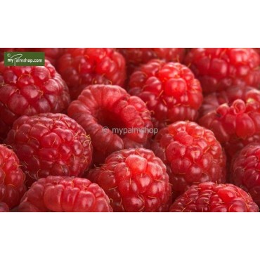 Rubus idaeus Twotimer Sugana rouge