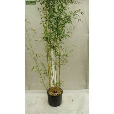 Phyllostachys aureosulcata Spectabilis - hauteur totale170+ cm - pot 5 ltr