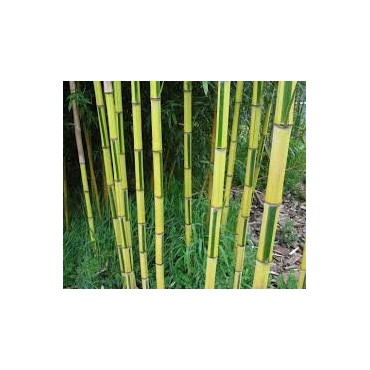 Phyllostachys aureosulcata Spectabilis - hauteur totale170+ cm - pot 5 ltr