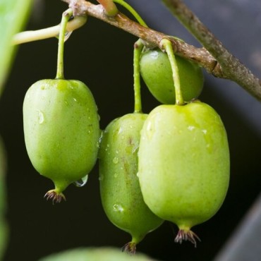 Actinidia arguta Issai - pot 2 ltr